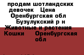 продам шотландских девочек › Цена ­ 800 - Оренбургская обл., Бузулукский р-н Животные и растения » Кошки   . Оренбургская обл.